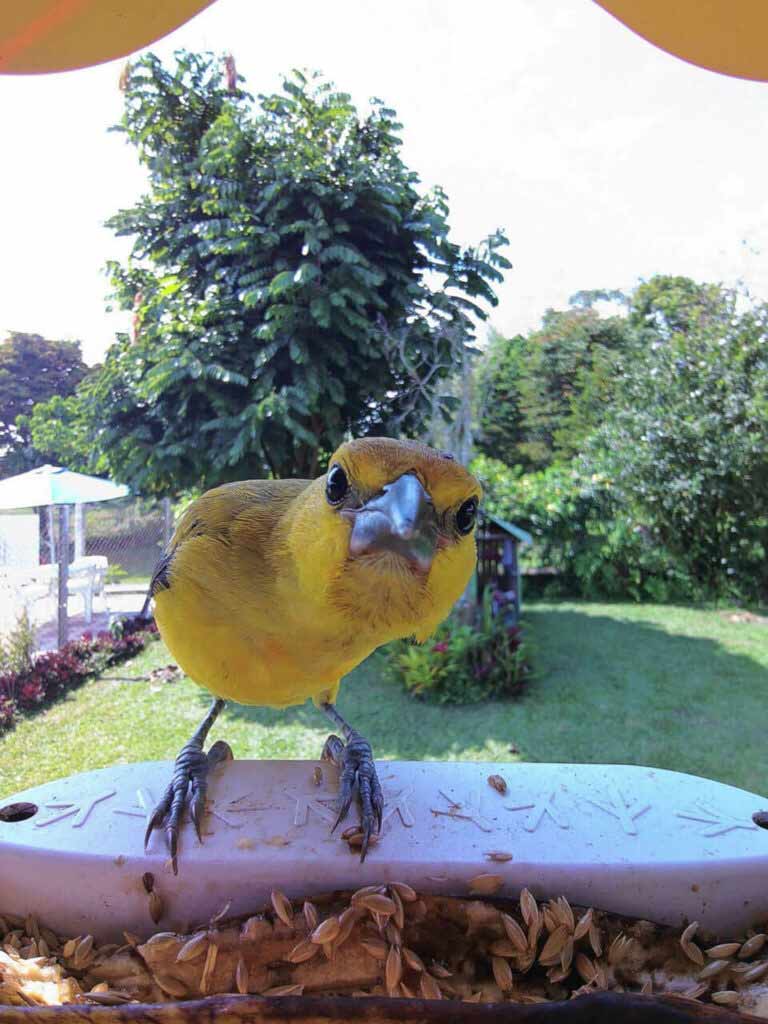 Bird Buddy postcard