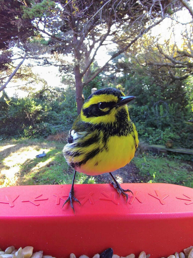 Bird Buddy postcard