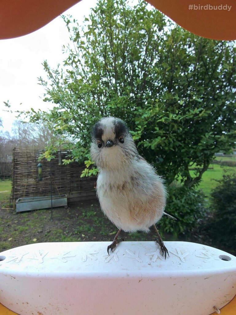 Bird Buddy postcard