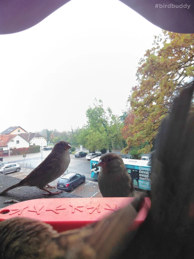 Bird Buddy postcard