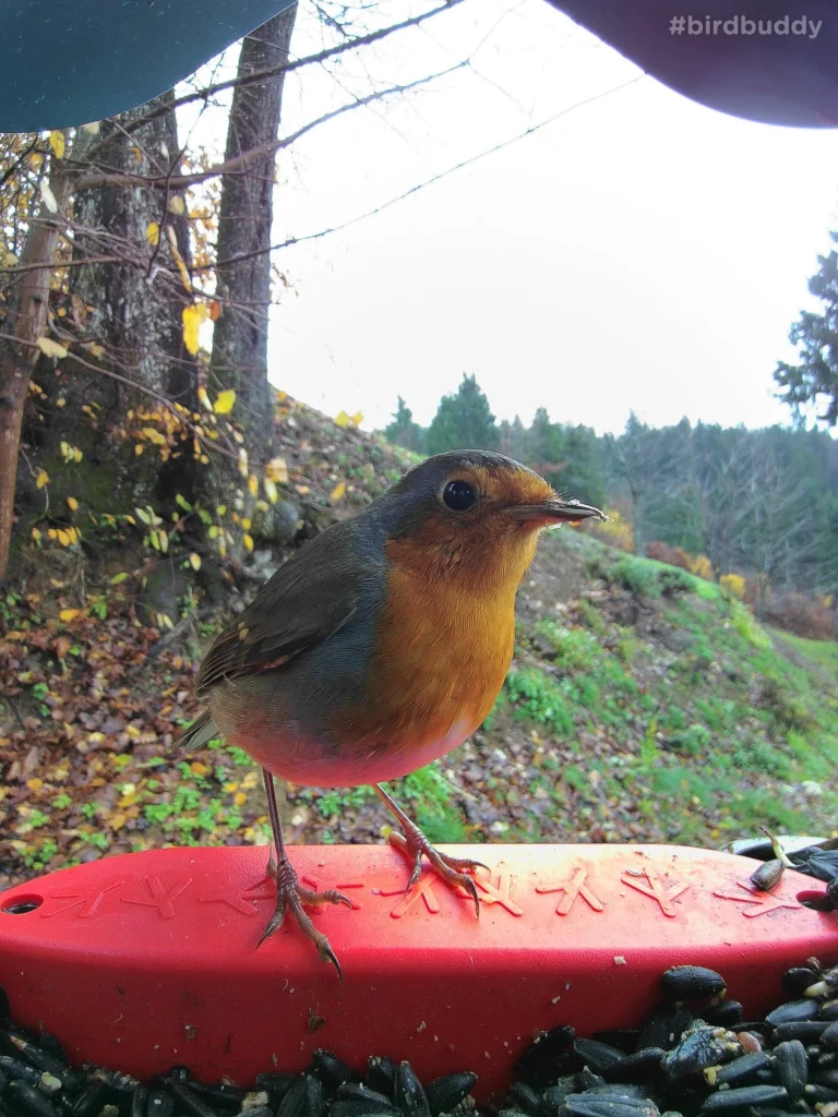 Bird Buddy postcard