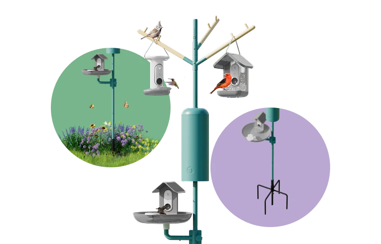 Birdbuddy