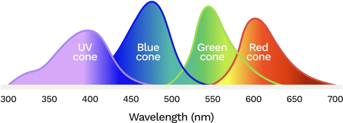 Wavelength